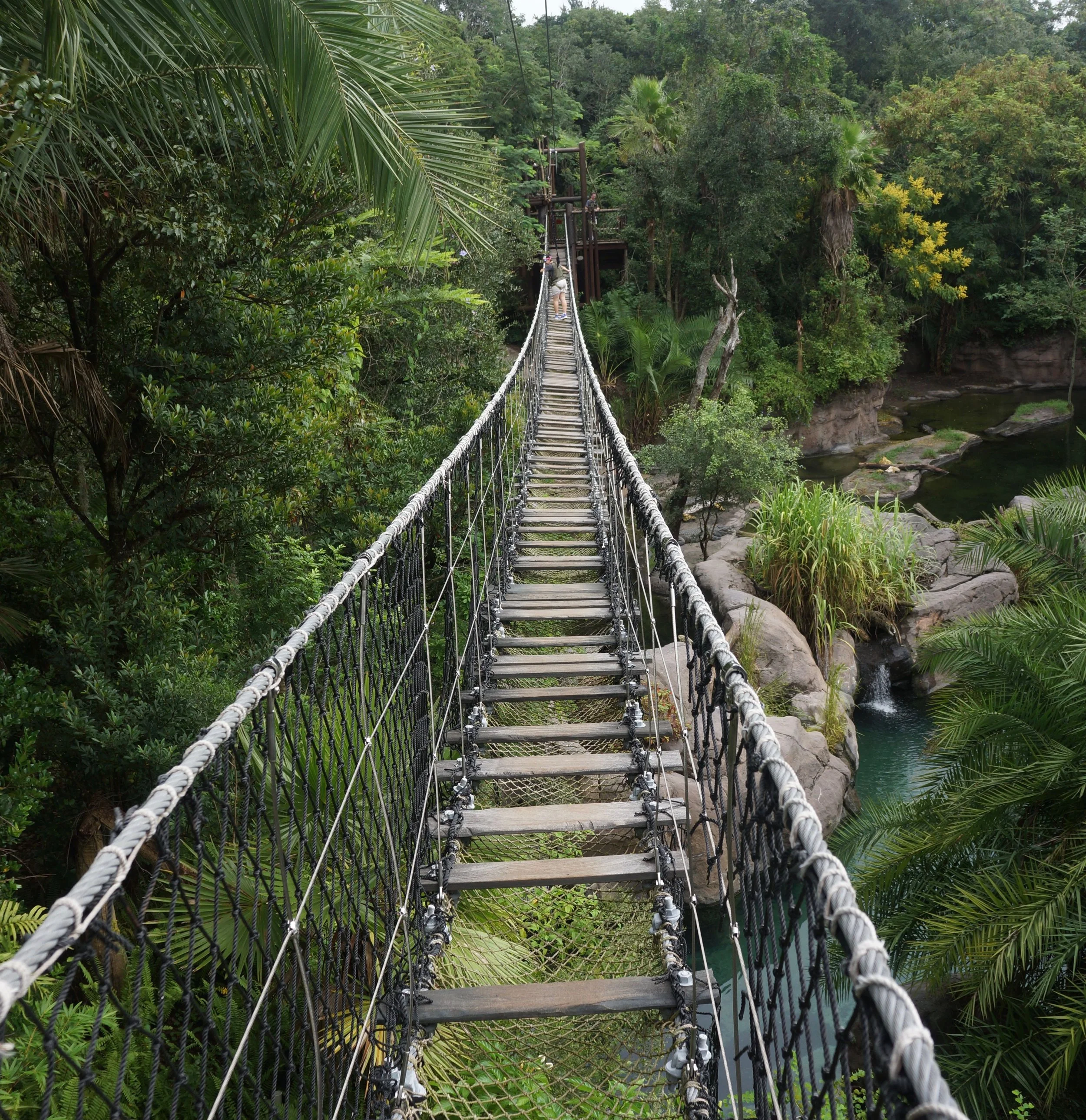 Jungle Bridge.jpg