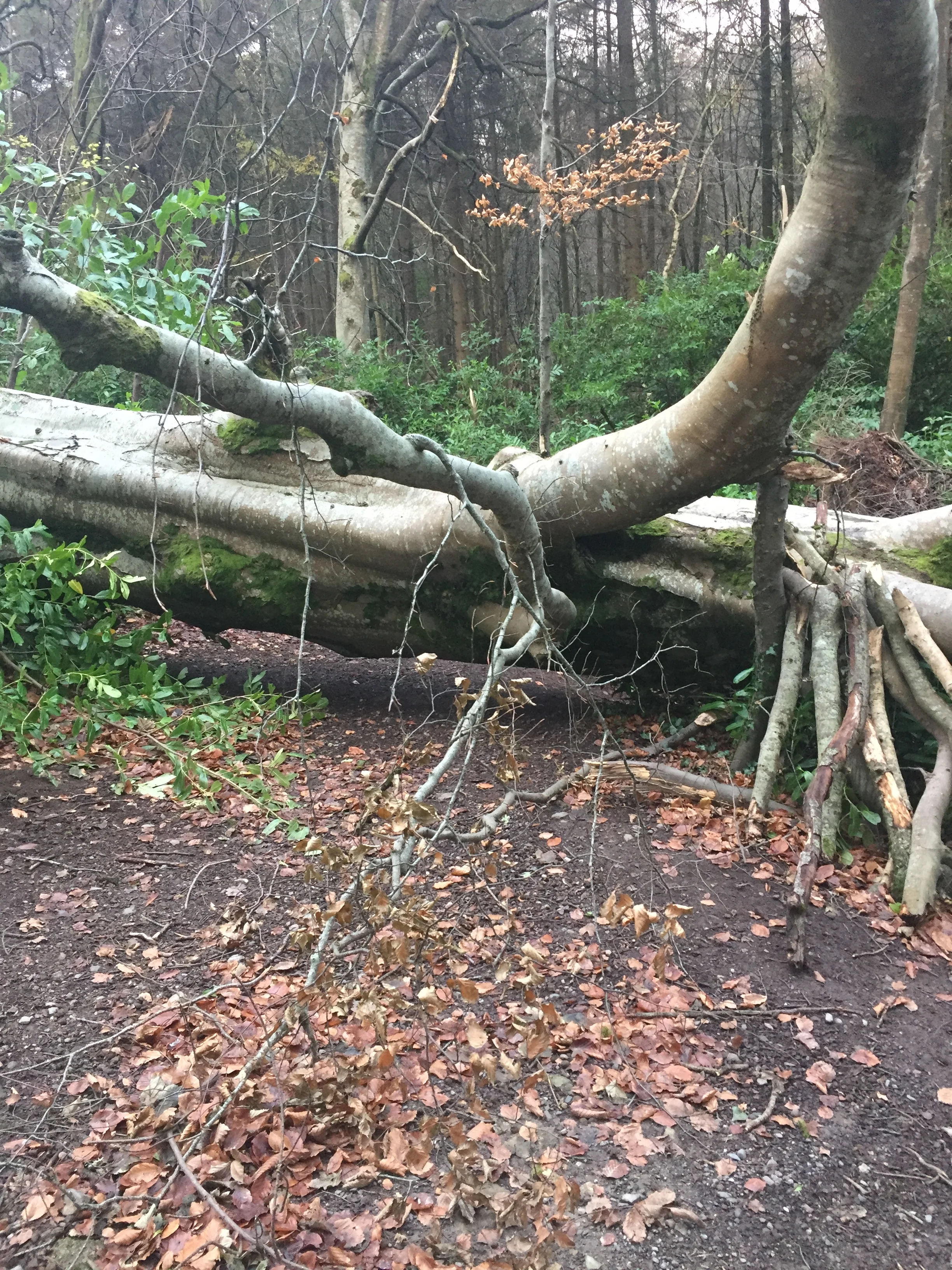 When a tree falls down and blocks your path. 