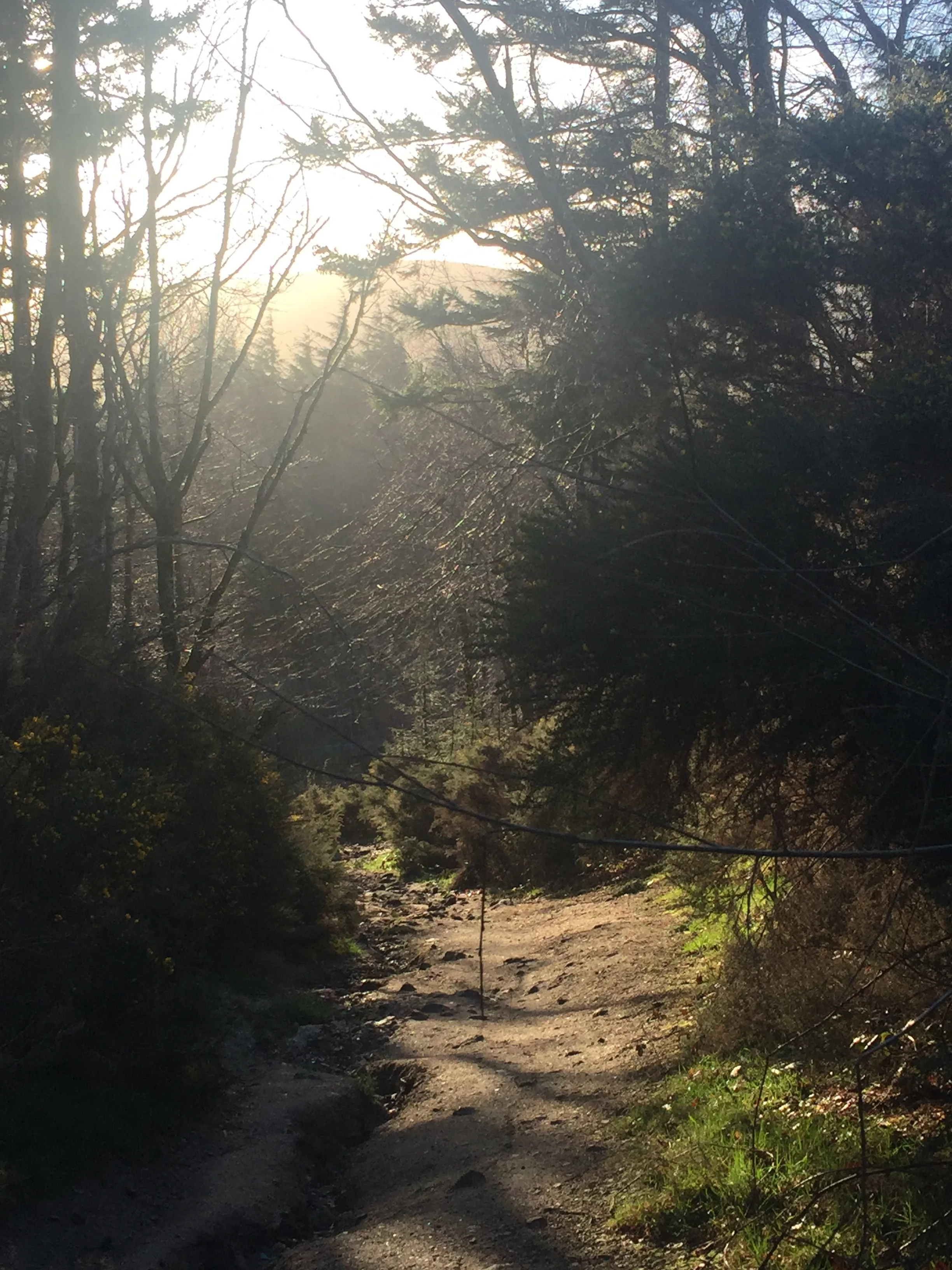 Seven steps to turning your walk into a moving meditation