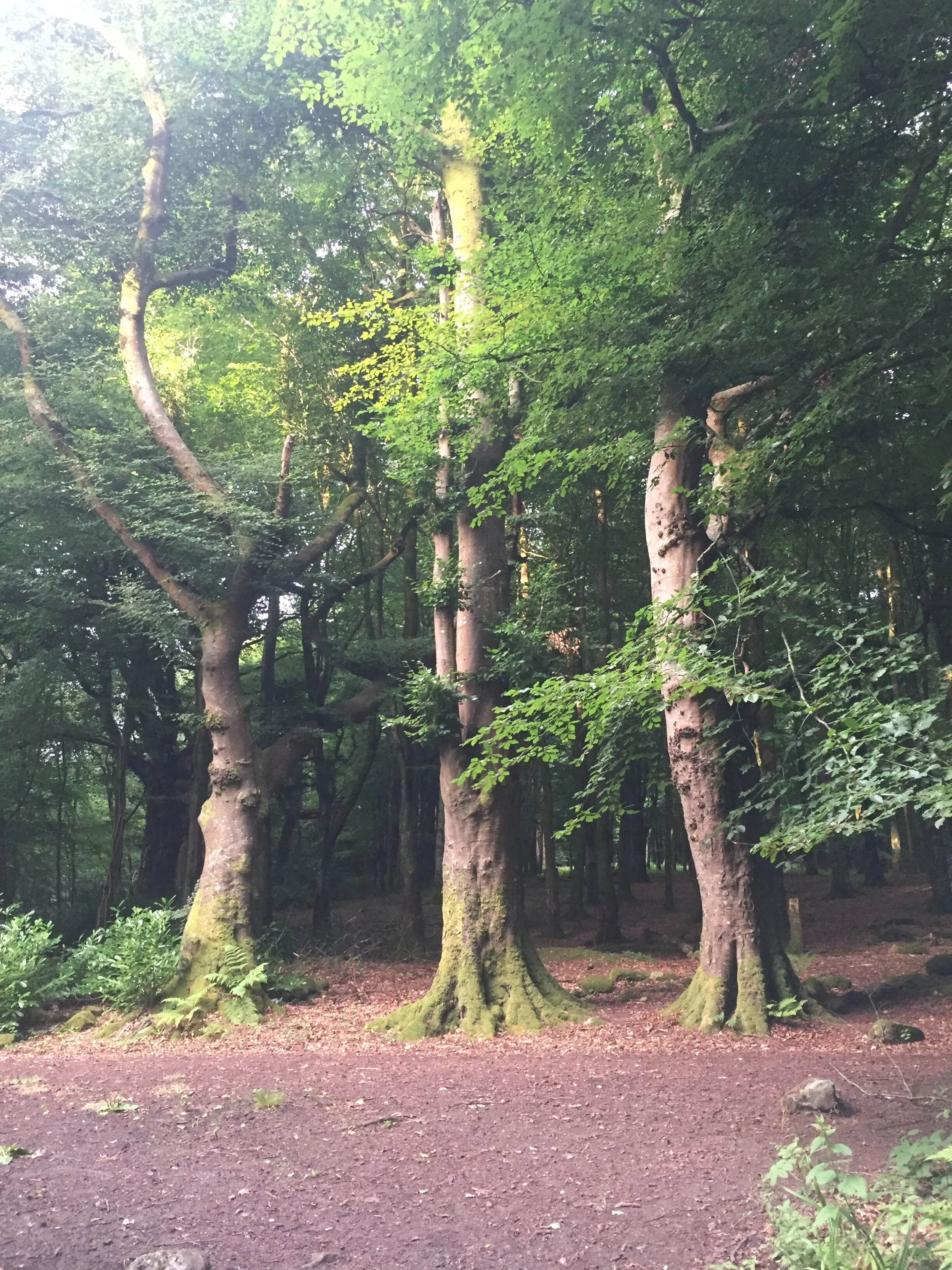Mindfulness, Meditation, Movement : an hour long weekly class in The Park. 