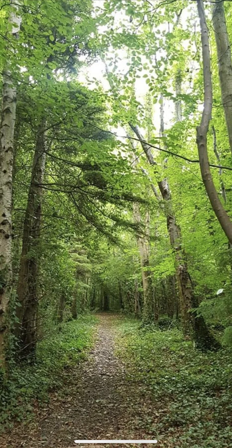 Forest bathing: meld mindfulness and nature immersion.
