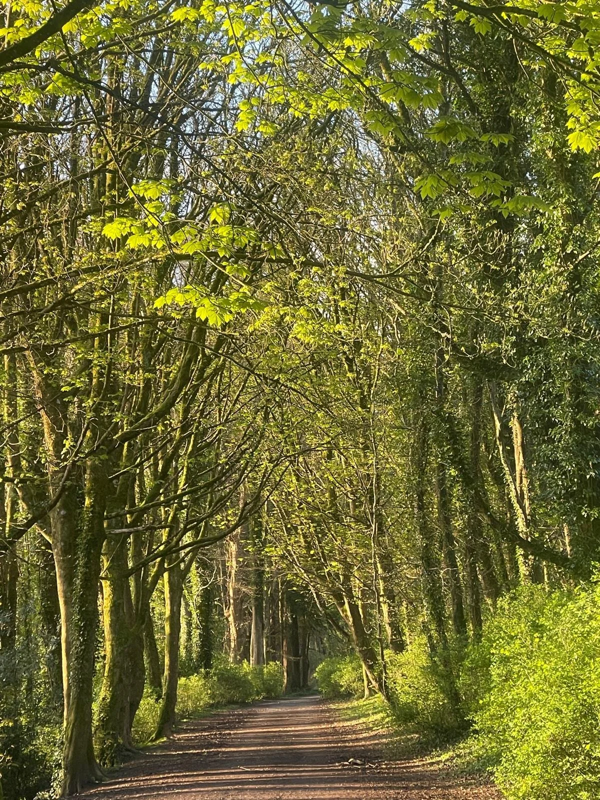 Mini-retreats in Mutton Lane in Summer, refresh yourself! 