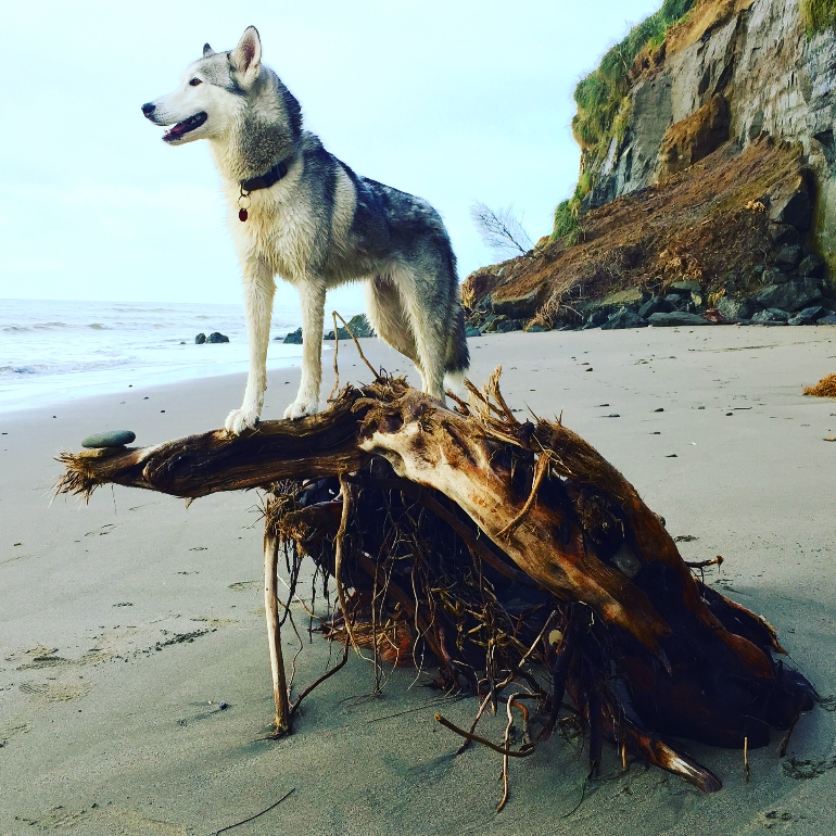 Queen Bee...Roscoe likes to shed in the office and shred at the beach. Before becoming a husky-wolf hybrid she was certainly a Jedi-Master in a previous life.&nbsp;