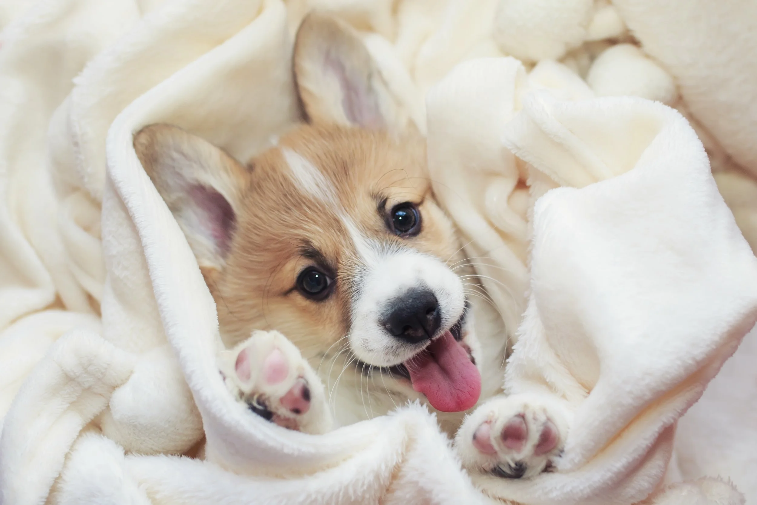 The Best Life for Your Pet