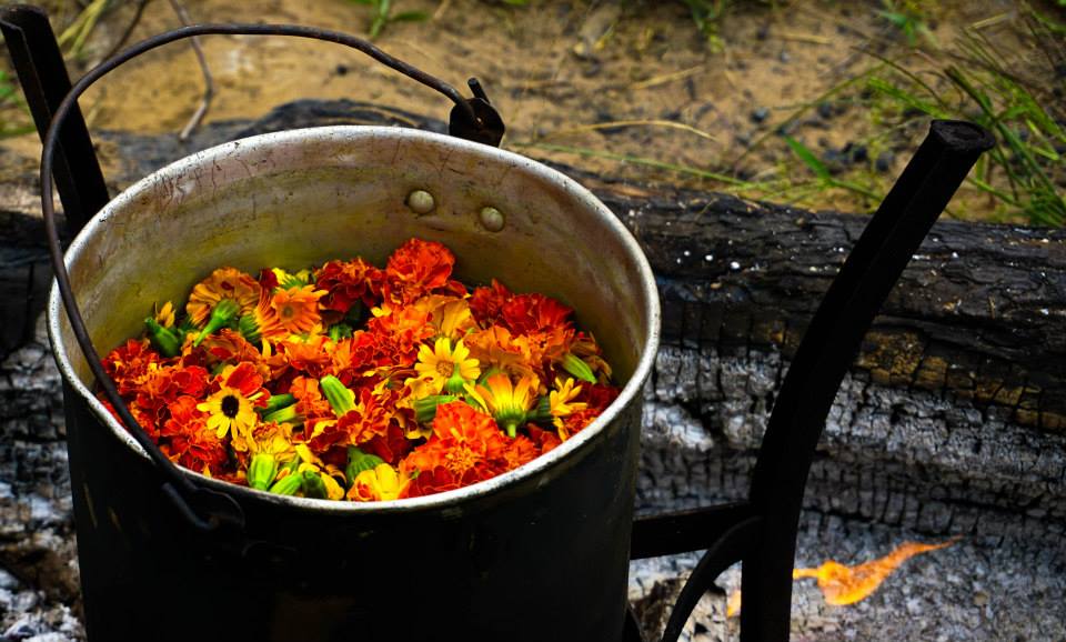 marigoldcookingfar copy.jpg