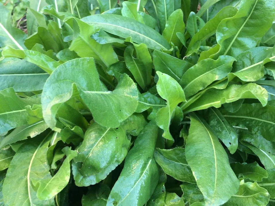 woadleaves.jpg