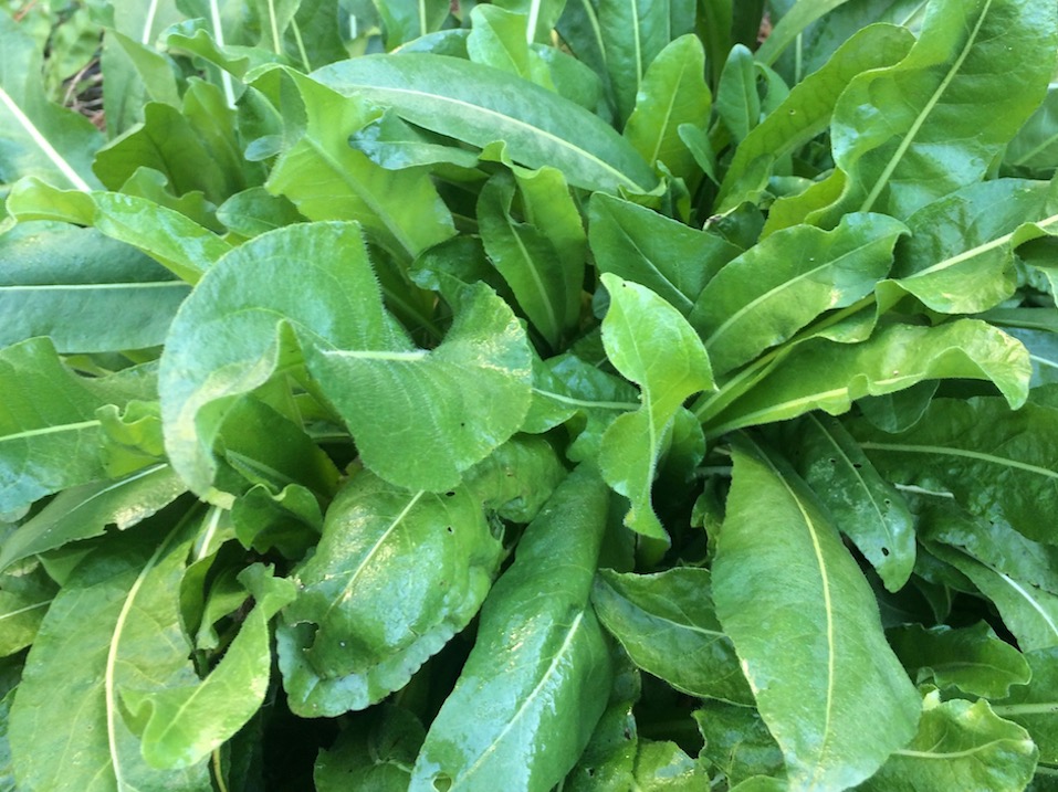 woadleaves.jpg