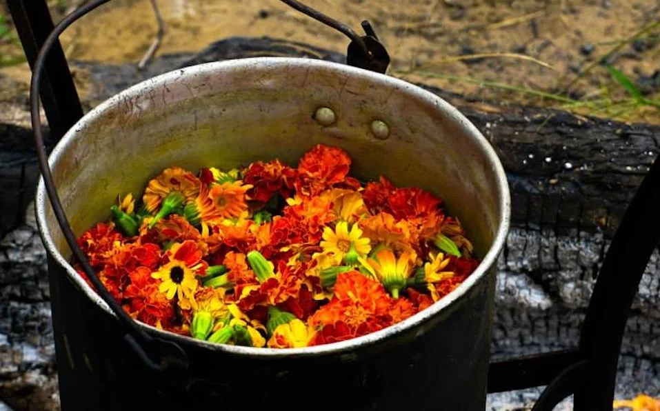 marigoldcookingfar copy.jpg
