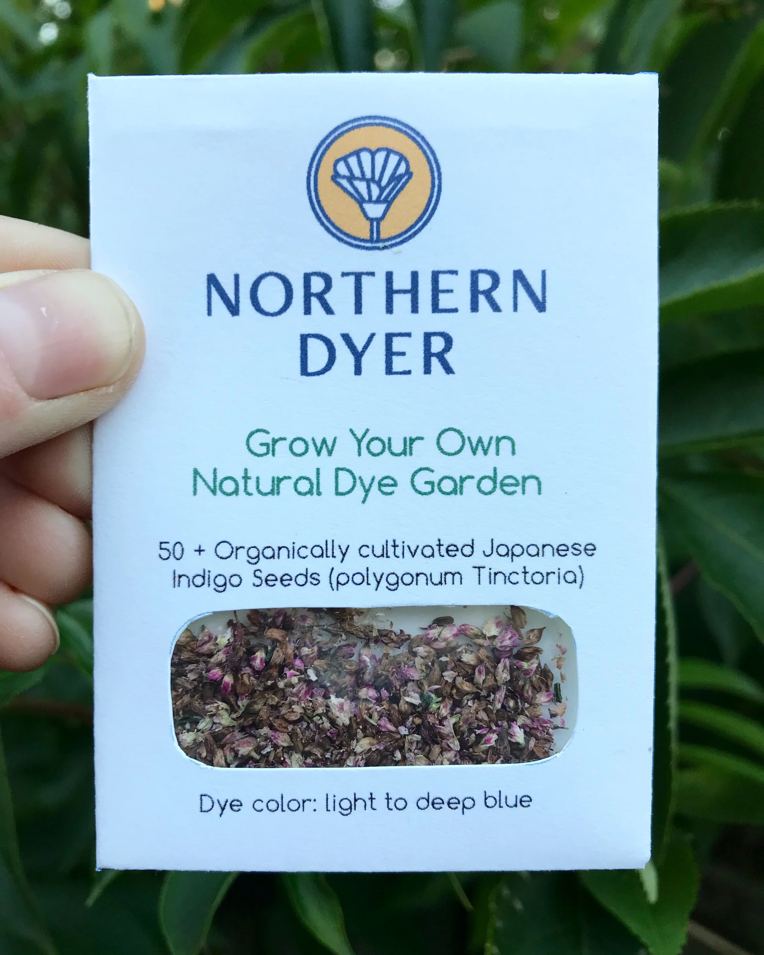 Freshly saved Japanese Indigo Seeds.