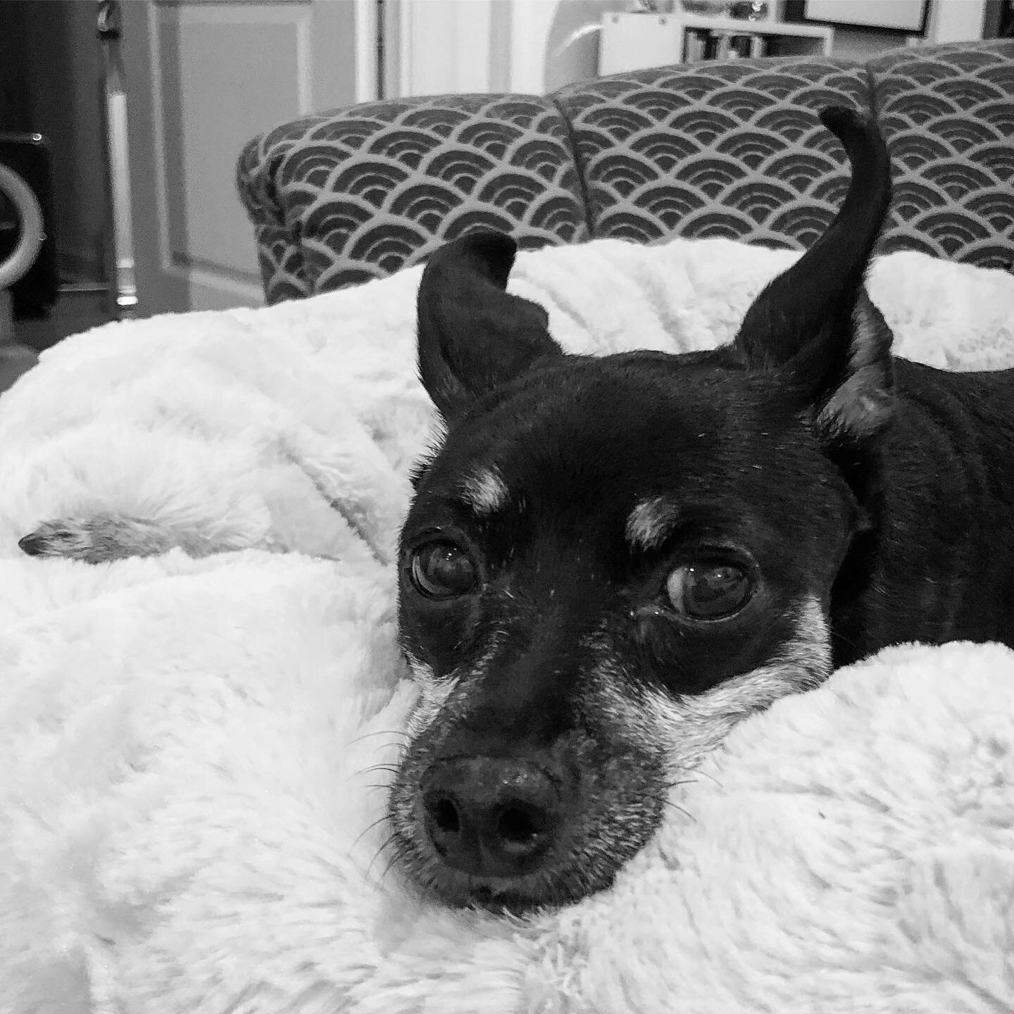 It&rsquo;s been three months. I miss her so much. 
.
.
.
#olive #minpin #minpinstagram #doglove