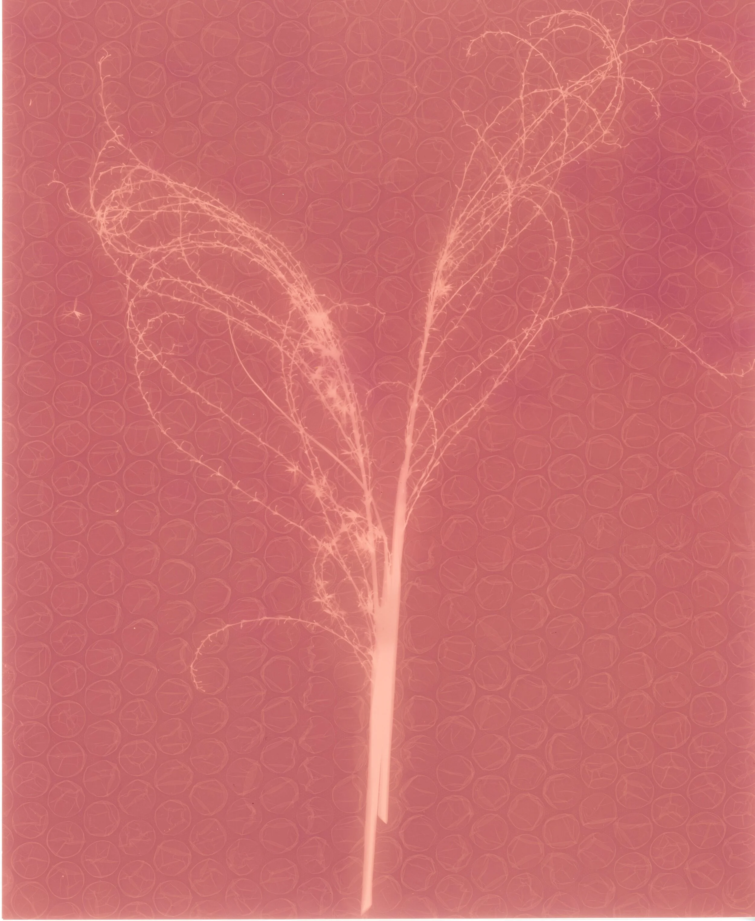 print 15.jpg