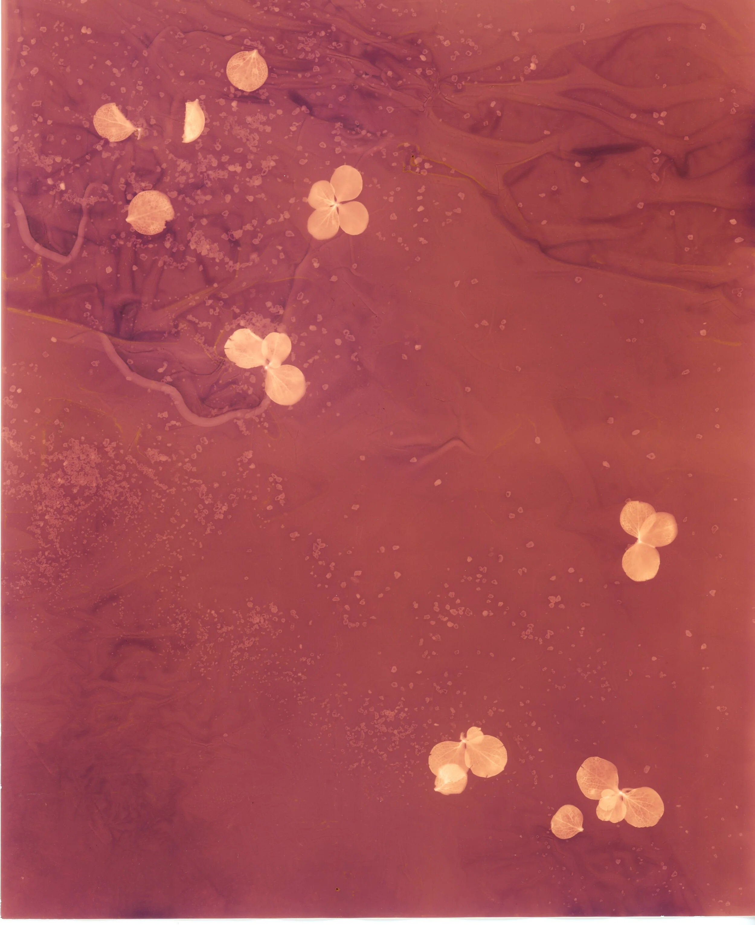 print 25.jpg