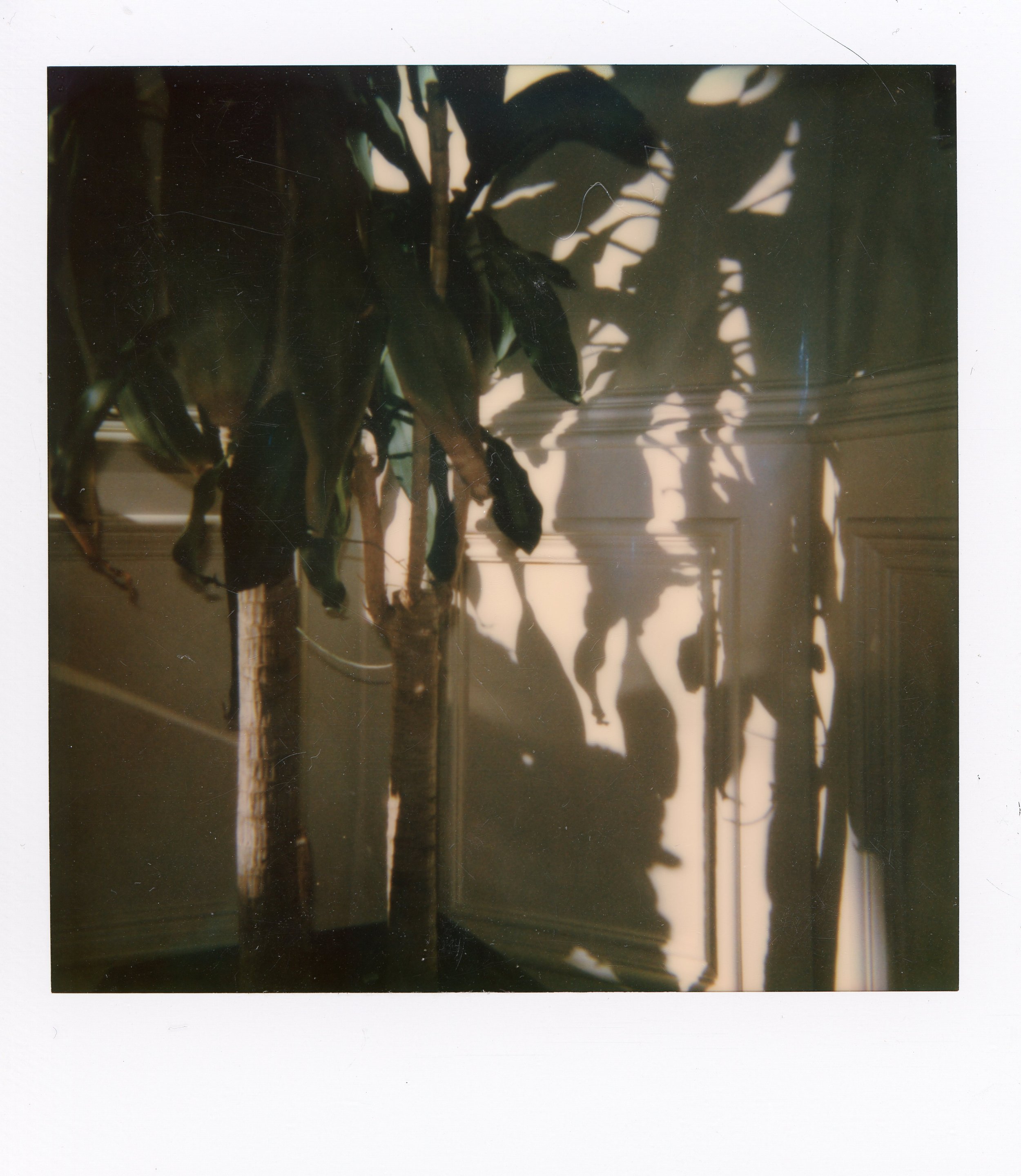green-plant0004.jpg