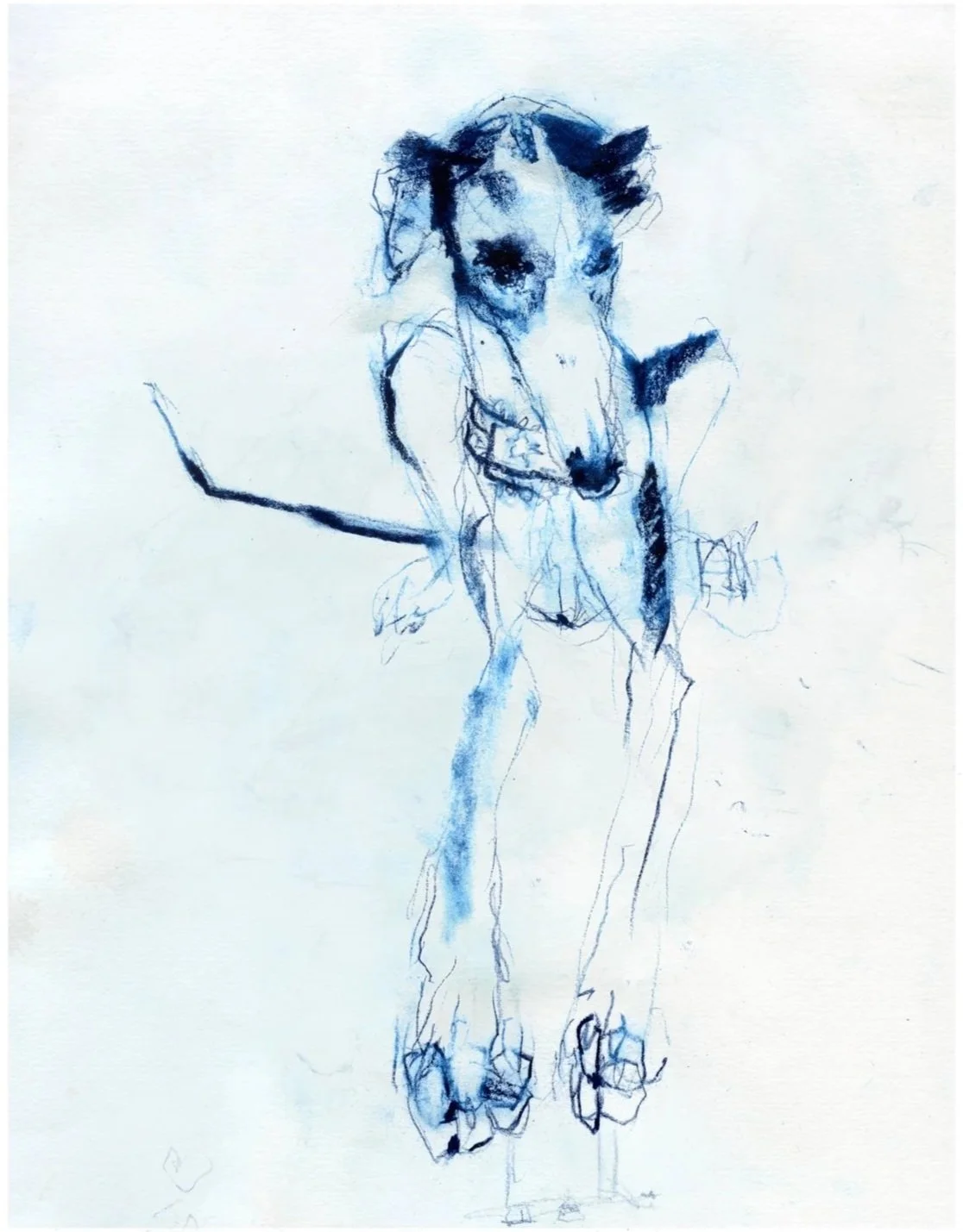 project galgo portrait spansih greyhound drawing