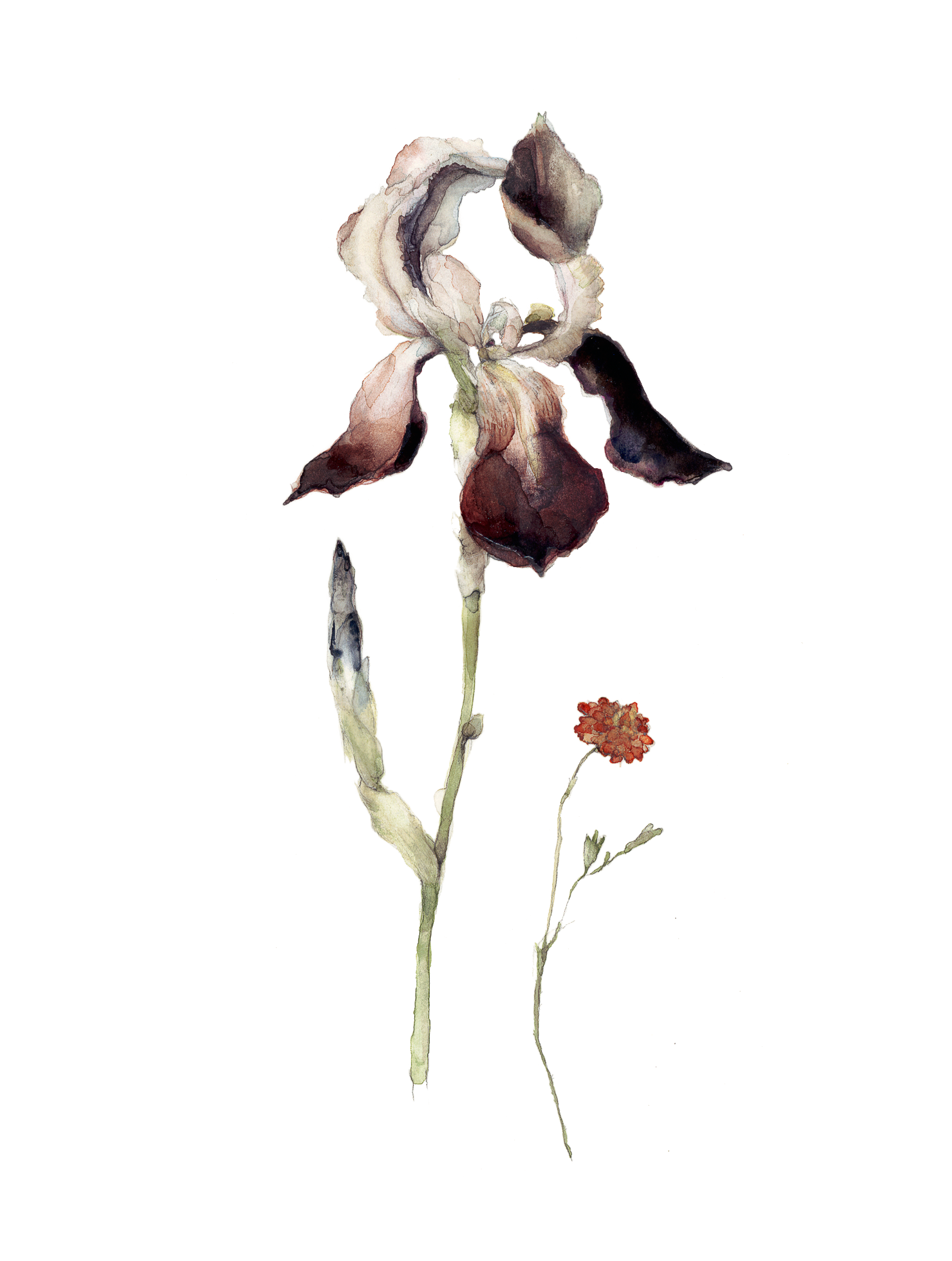 Iris floral watercolour botanical illustration