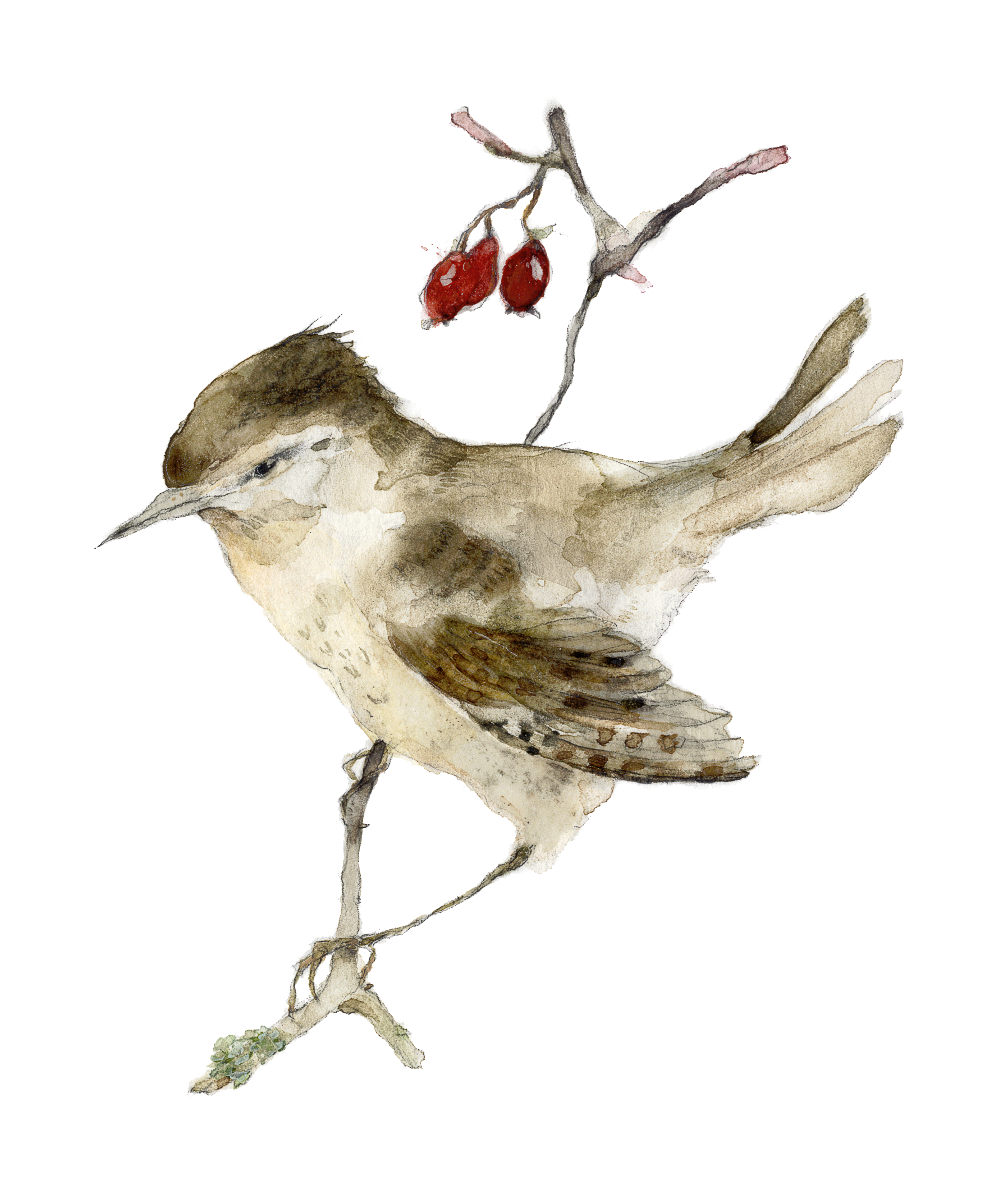 watercolour wren botanical illustration
