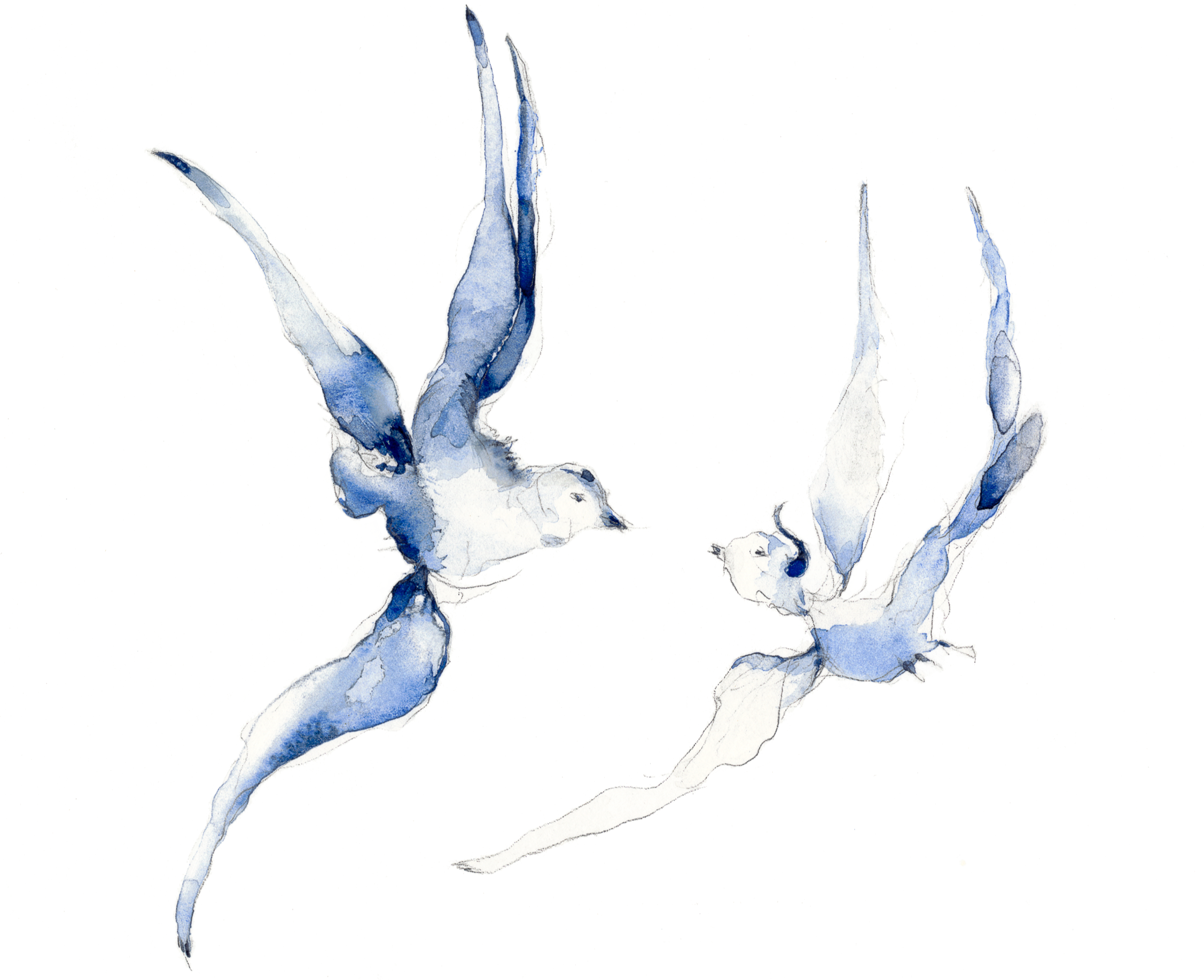 blue bird porcelain pattern watercolour botanical illustration