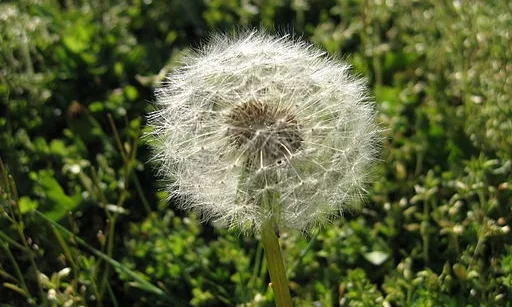 A_dandelion.jpg