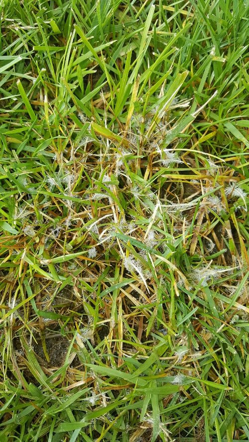 Brown Patch Fungus