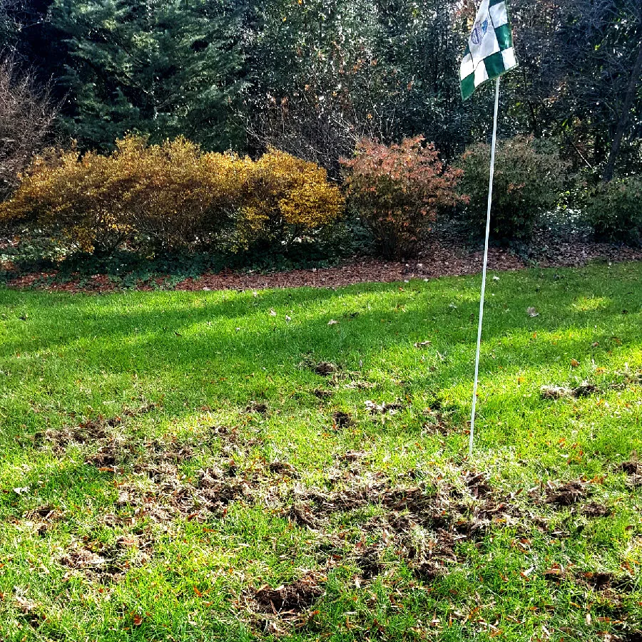 Lawn damage caused by skunks digging up grubs