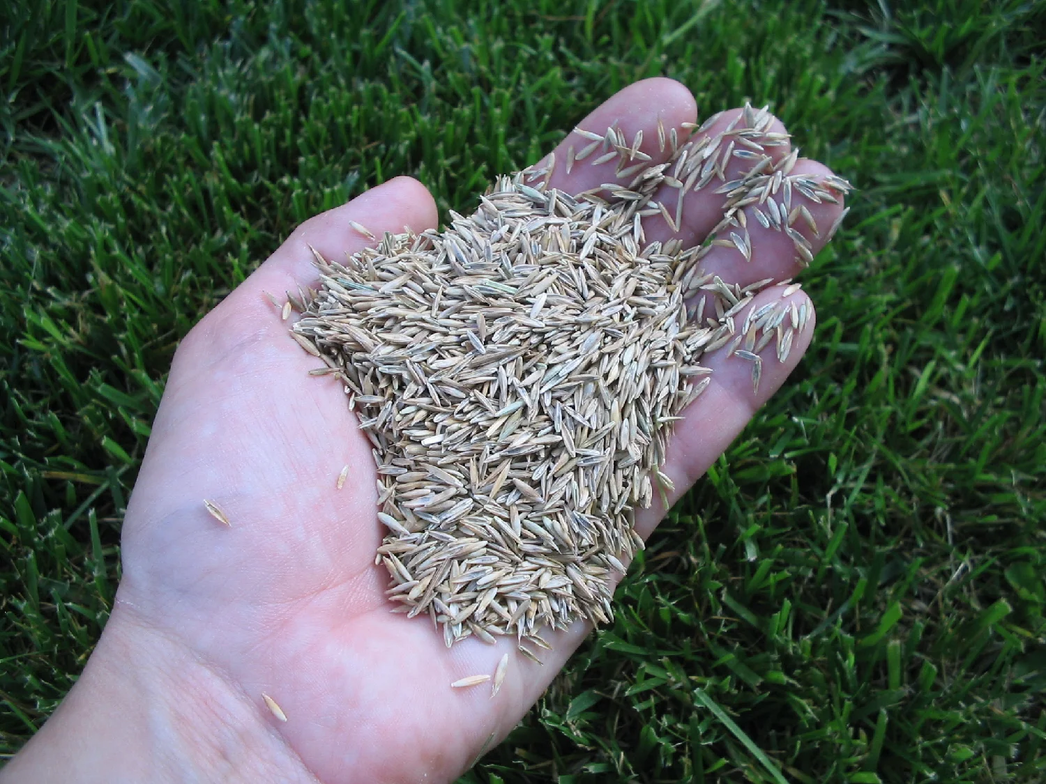 How much grass seed do you need?