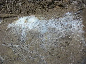 Filaments of hyphae combine to form a structure known as a mycelium