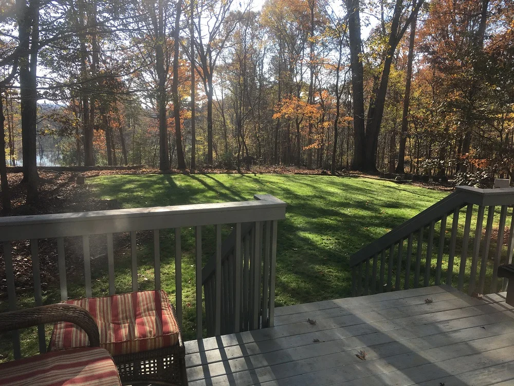 November 2018 (Happy Thanksgiving!) Still growing & looking better every day..