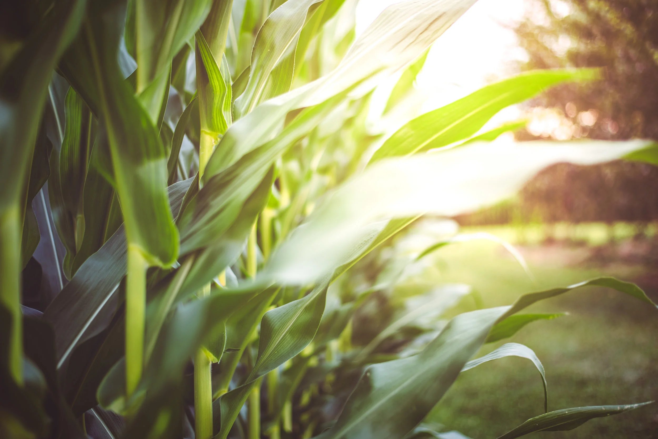 Corn070917.jpg