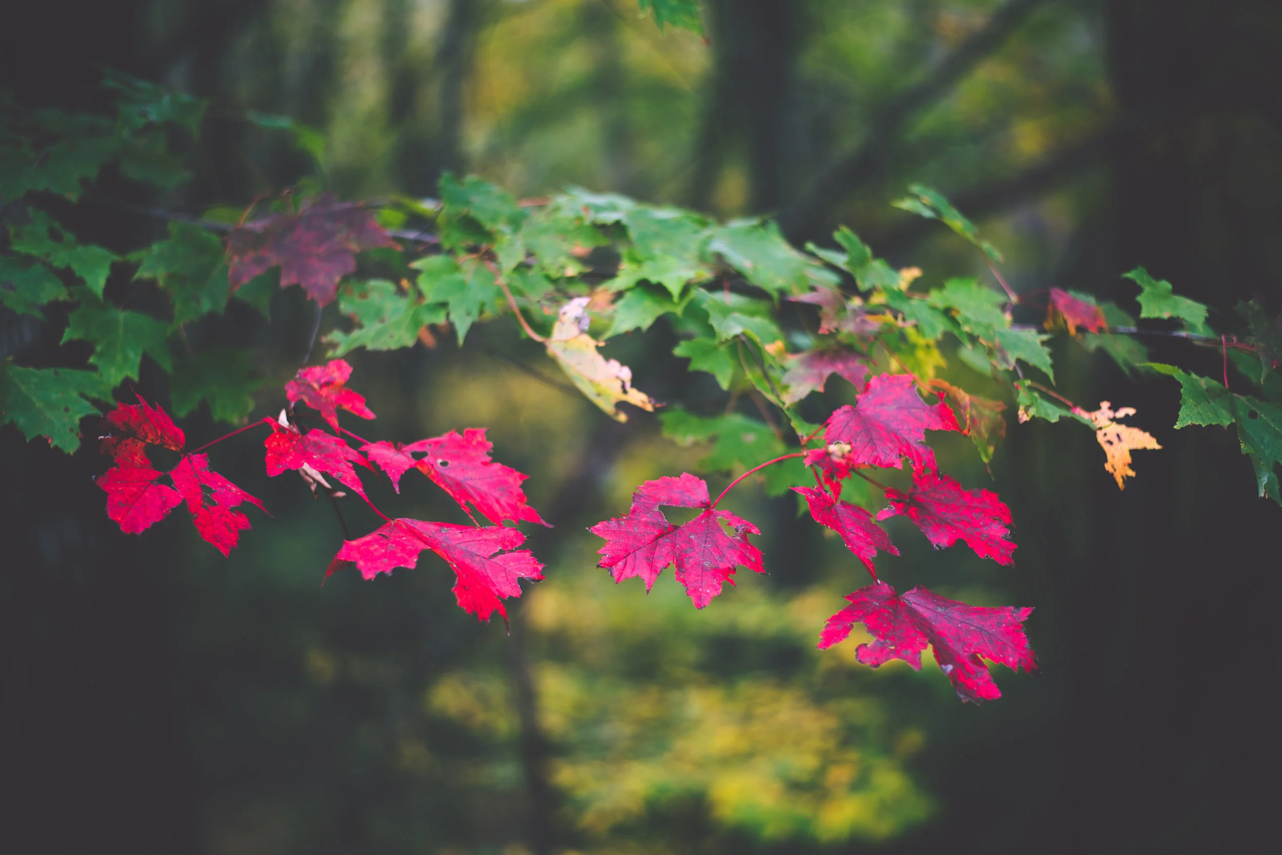 Leaves.jpg