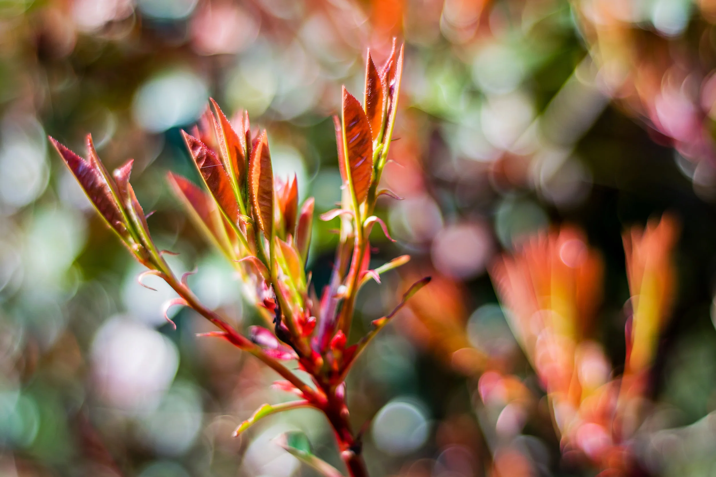Flower_2.jpg