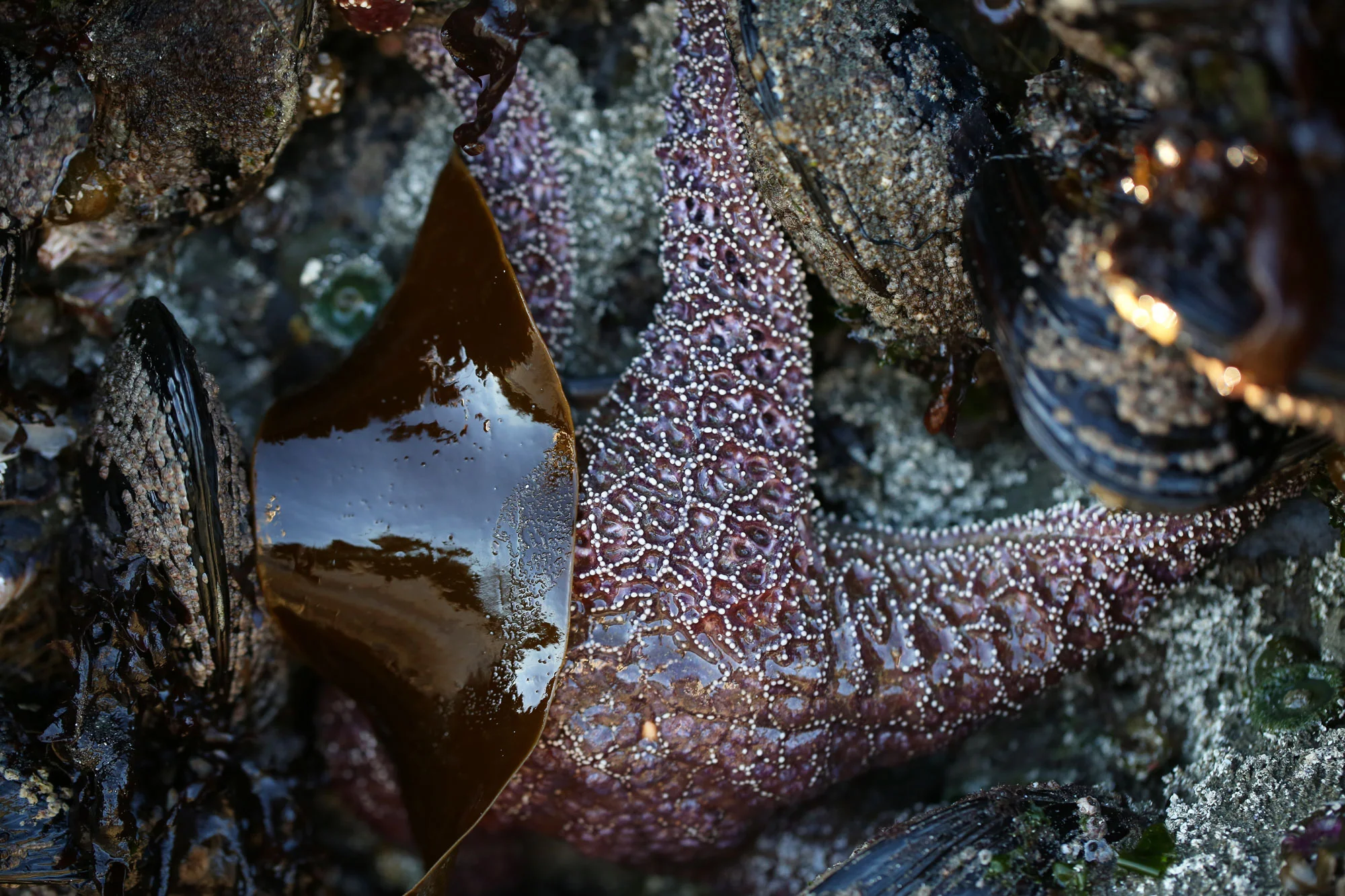 Starfish, Chesterman Beach, Vancouver Island