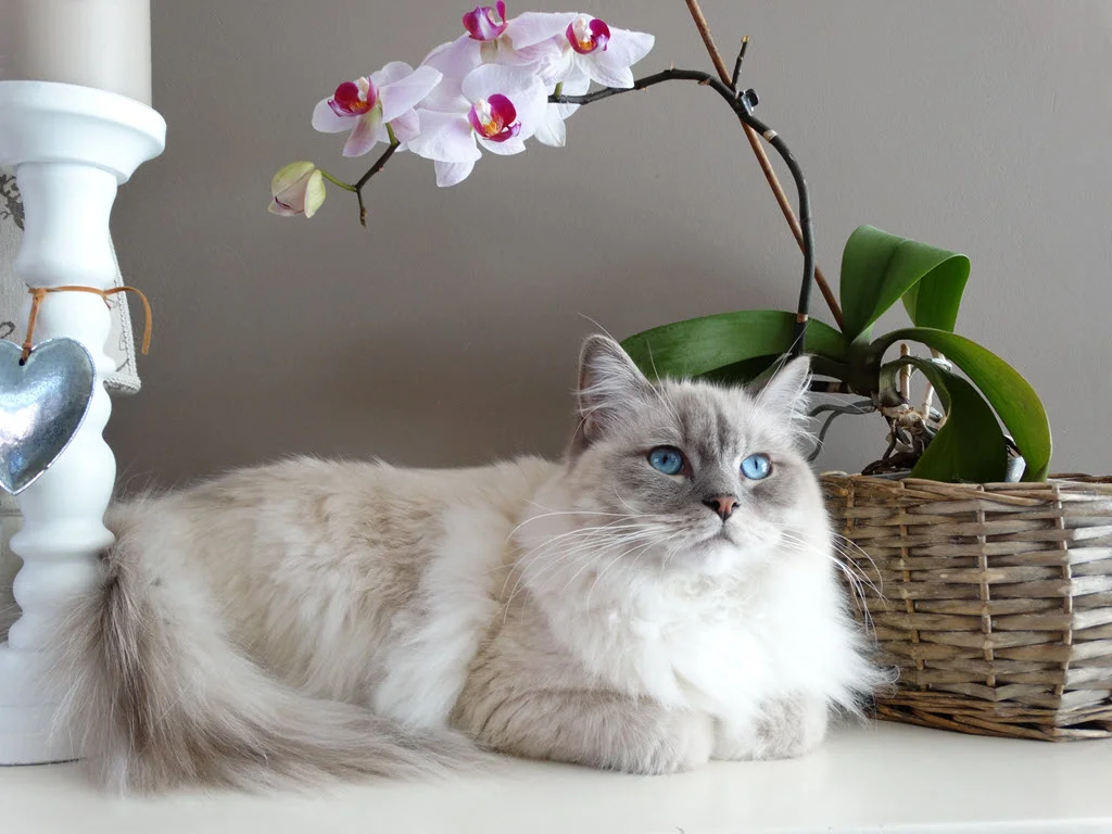 Beginner's Guide to Growing Orchids At Home