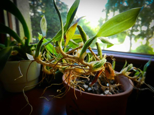 windowsill orchid.jpeg
