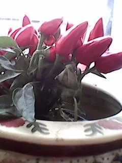 chilli and bell peppers.jpg