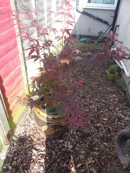 acer tree in container.jpg