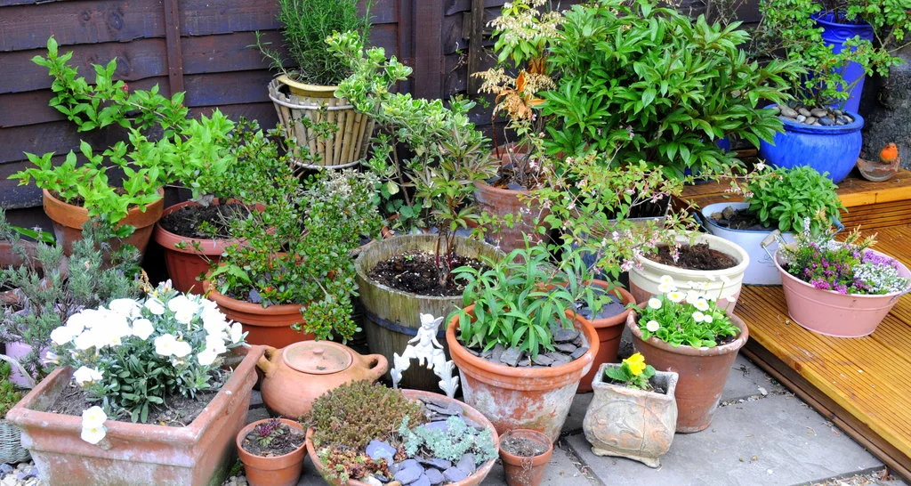 What Is Container Gardening?