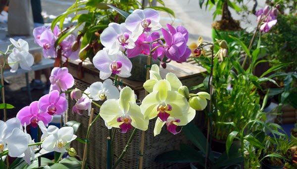 where can i buy orchids