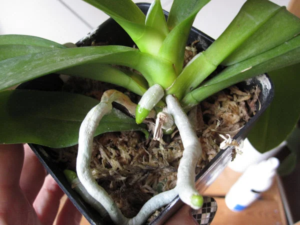 See the shiny green tip of the roots.