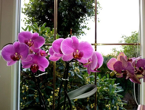 orchids at home.jpg