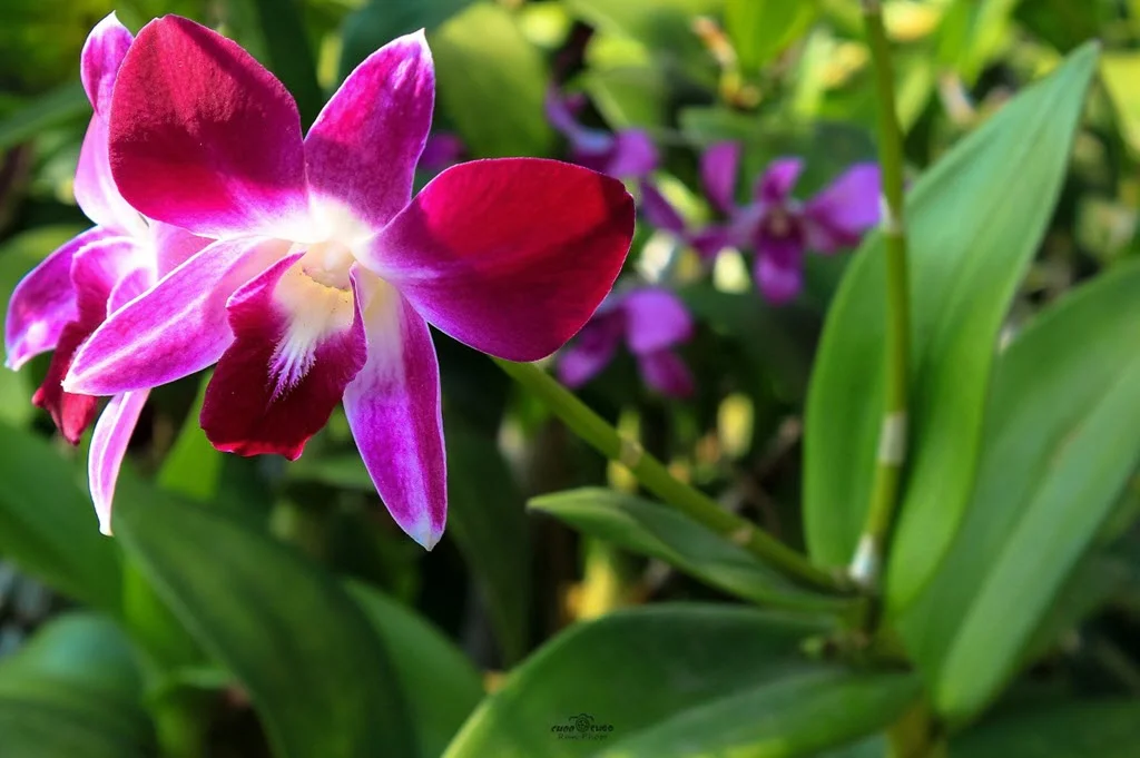 Orchids: Tips to Grow and Care For These Bold and Beautiful Plants