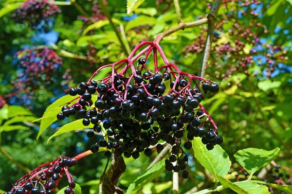 harvesting elderberry.jpg