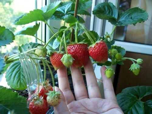 Strawberries growing in windowsill. Photo Credit: Julia66 of Gardeners World
