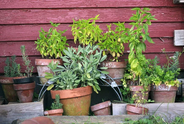 container gardening autumn.jpg