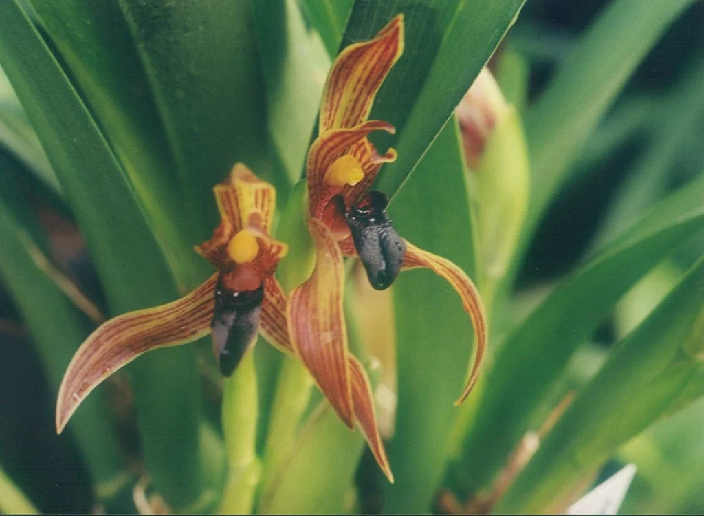 Maxillaria Orchid