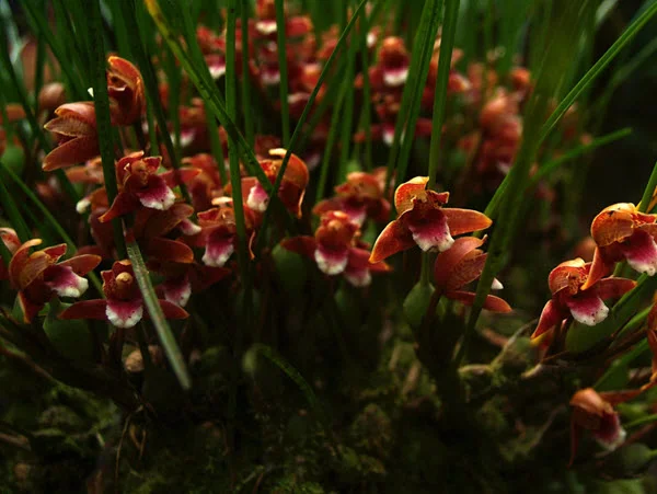 Maxillaria sanguinea 