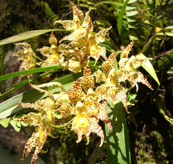 Odontoglossum praestans