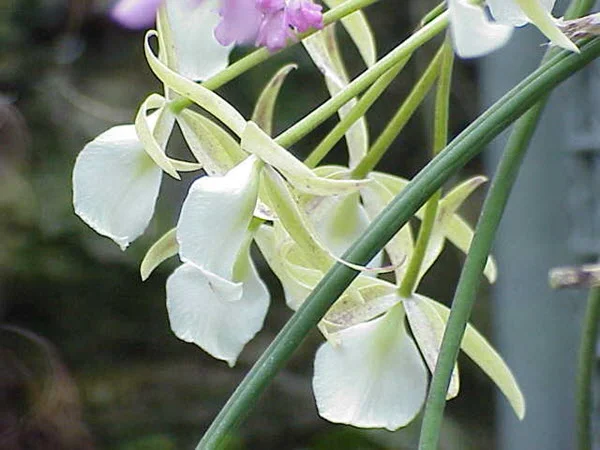 Brassavola Nodosa