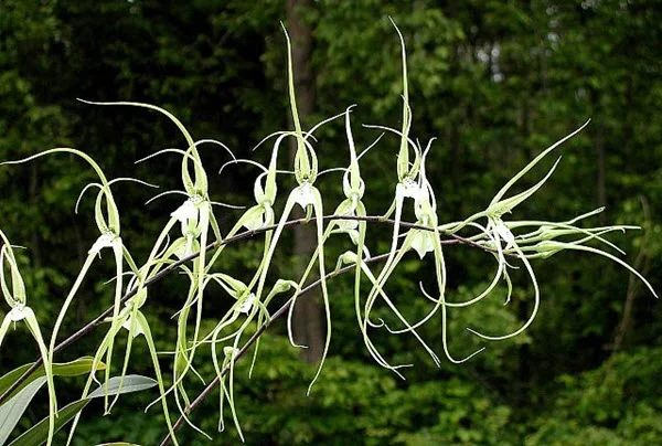 Brassia verrucosa