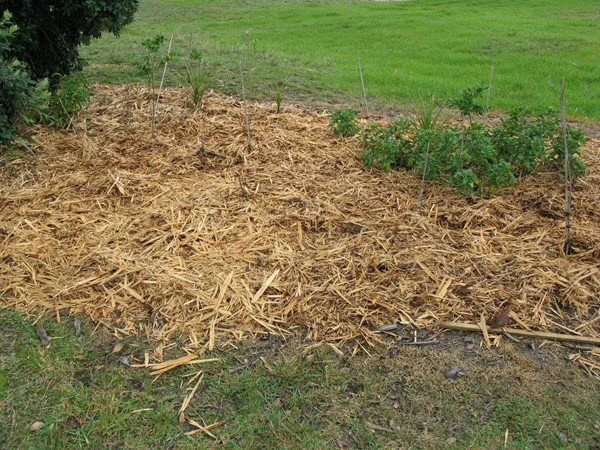 Mulch.jpg