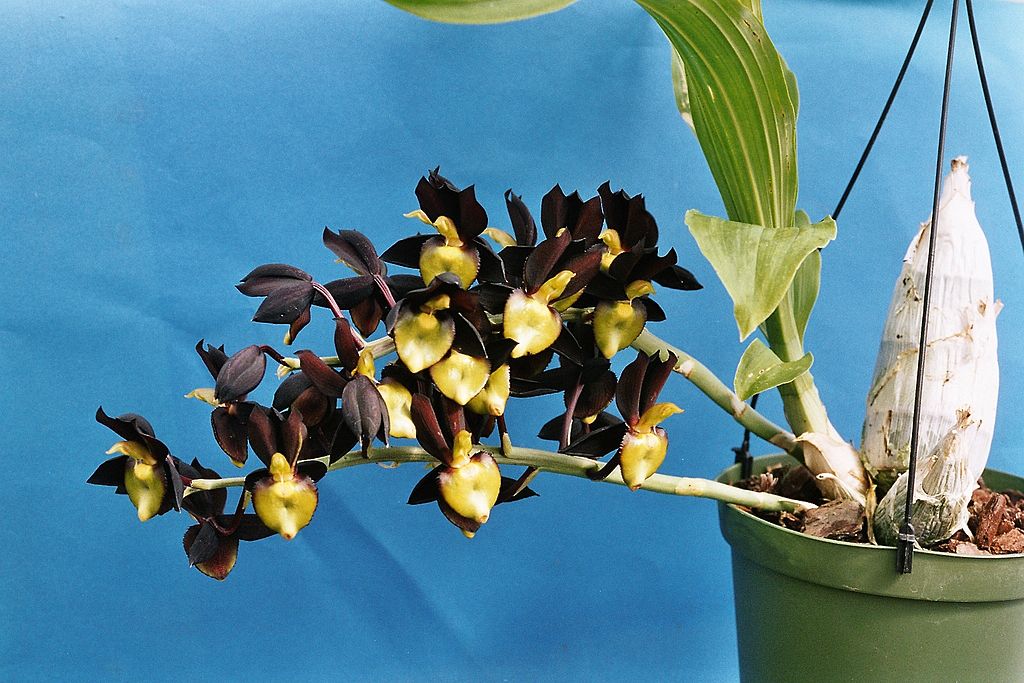 Catasetum Orchid